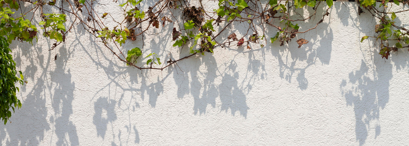 White exterior wall with a textured finish and vine shadows cast by sunlight.